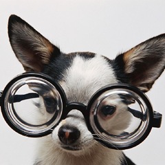 Dog w Glasses